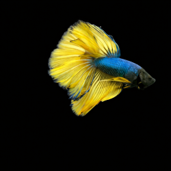 Betta splendens mâle Show HM Yellow Mascot 4-4,5 cm