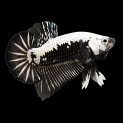 Betta splendens mâle Plakat Samouraï 3,5cm