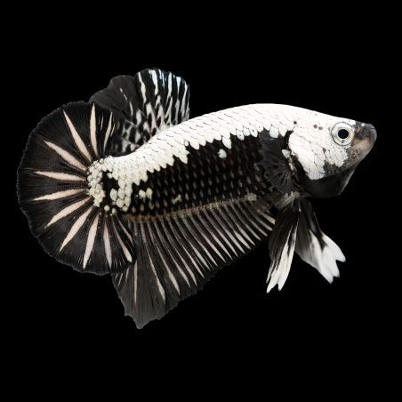 Betta splendens mâle Plakat Samouraï 3,5cm