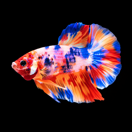 Betta splendens mâle Show HM PK Koi 3,5 cm