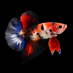 Betta splendens mâle Show HM PK Koi Grade A 4-4,5 cm