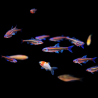 Notropis chrosomus, Vairon arc-en-ciel 4cm / Hydrophlox chrosomus