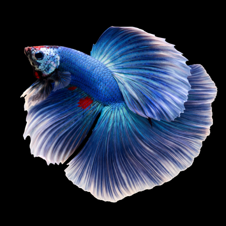 Betta splendens mâle Show OHM 4-4,5 cm