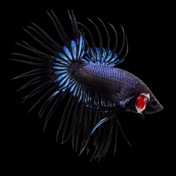 Betta splendens mâle Show HM Black Orchid 4-4,5 cm