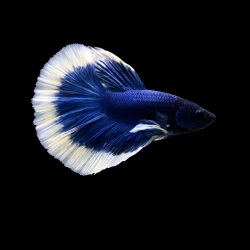 Betta splendens mâle Show HM Blue butterfly 4-4,5 cm