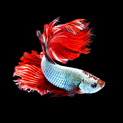 Betta splendens mâle Show HM Fancy dragon 4-4,5 cm