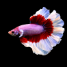 Betta splendens mâle Show HM Red butterfly 4-4,5 cm
