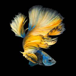 Betta splendens mâle Show HM mustard 4-4,5 cm