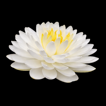 Nymphaea White 1000 Petals – Nénuphar aux Mille Pétales