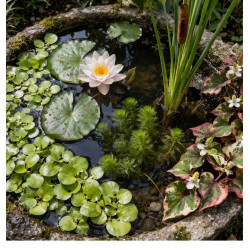 Pack Équilibre Aquatique – 5 Plantes Essentielles pour Bassin