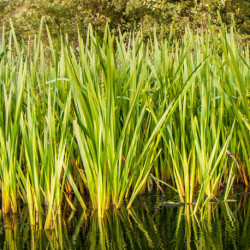 Acorus calamus – Jonc odorant – Plante de bassin rustique