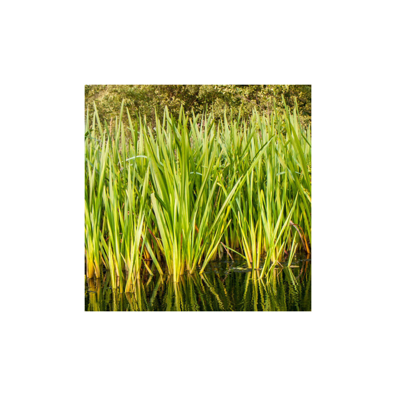 Acorus calamus – Jonc odorant – Plante de bassin rustique
