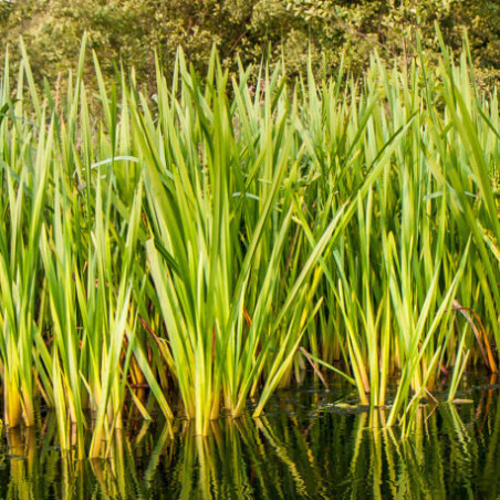 Acorus calamus – Jonc odorant – Plante de bassin rustique
