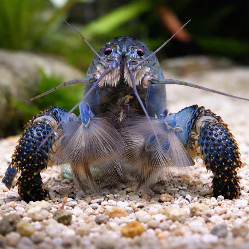 Atya gabonensis 9-11,5 cm - XXL Show ! (s)