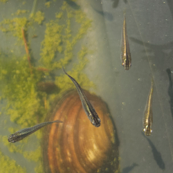 Médaka Black Pearl – Poisson noir pour bassin et poubellarium