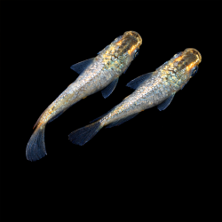 Médaka Tumuki – Poisson anti-moustique pour bassin et poubellarium