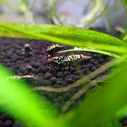 Crevette Galaxy Fishbone Pinto – Caridina haut de gamme aquarium