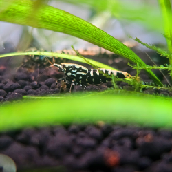 Crevette Galaxy Fishbone Pinto – Caridina haut de gamme aquarium