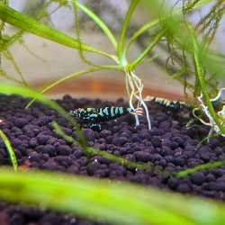 Crevette Galaxy Fishbone Pinto – Caridina haut de gamme aquarium