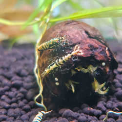 Crevette Galaxy Fishbone Pinto – Caridina haut de gamme aquarium