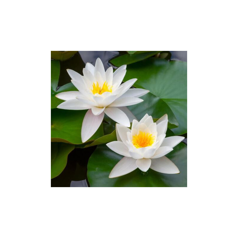 Nénuphar blanc – Nymphaea alba – Plante de bassin florifère
