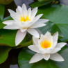 Nénuphar blanc – Nymphaea alba – Plante de bassin florifère
