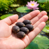 🌱 Graine de Lotus – Faites germer votre propre lotus chez vous !