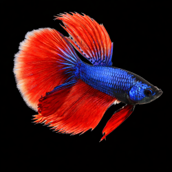 Betta splendens mâle SD/Half Moon 3,5 cm