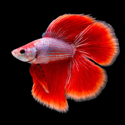 Betta splendens mâle SD double queue 3,5 cm