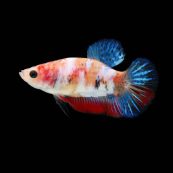 Betta splendens femelle HM PK koi 4-4,5 cm