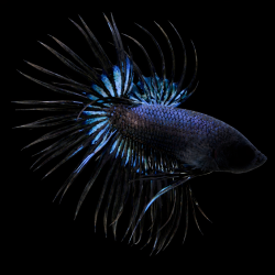 Betta splendens mâle Black orchid CT 4-4,5 cm