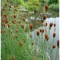 Typha minima – Massette naine compacte pour bassin