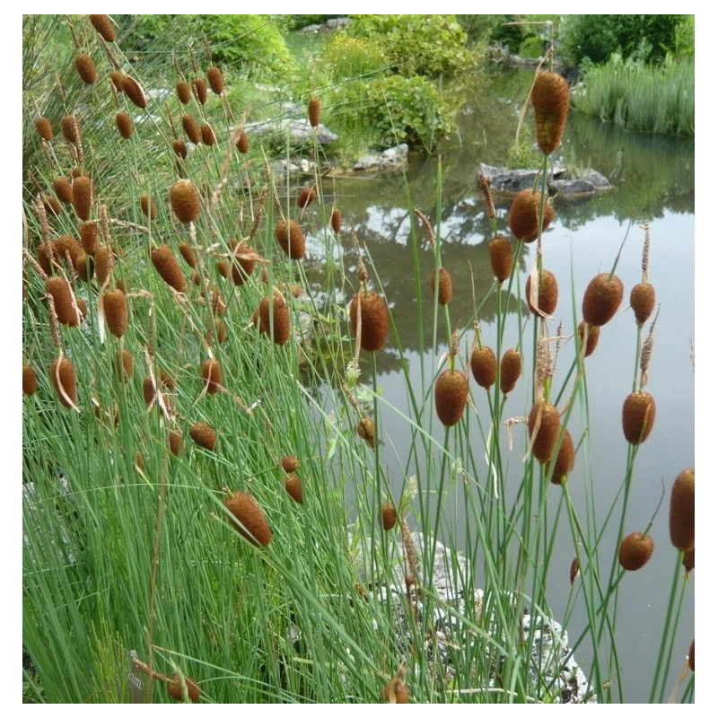 Typha minima – Massette naine compacte pour bassin