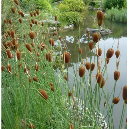 Typha minima – Massette naine compacte pour bassin