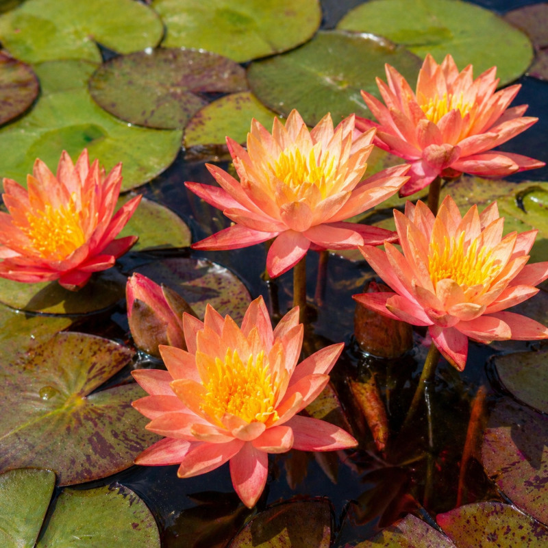 Nymphaea Peach Nain – Nénuphar petit bassin | Flore-Aquatique