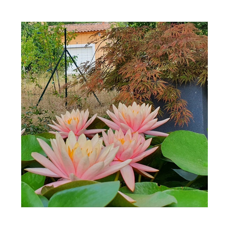 Nymphaea Colorado – Nénuphar bassin profond 150 cm | Flore-Aquatique