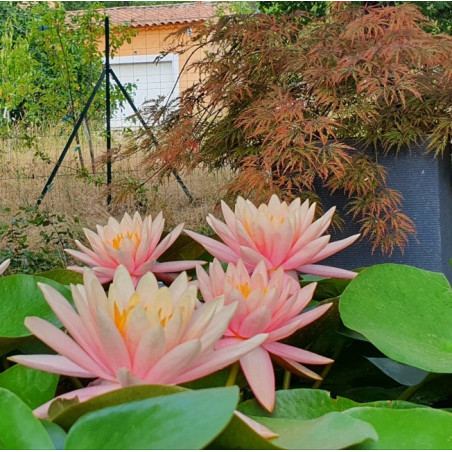 Nymphaea Colorado – Nénuphar bassin profond 150 cm | Flore-Aquatique