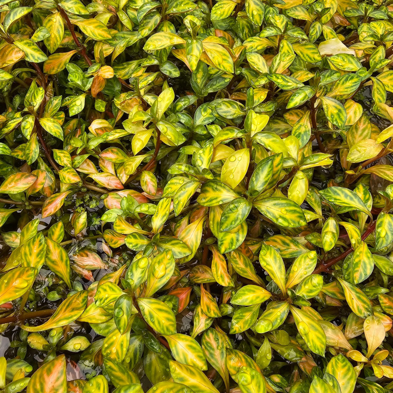 Ludwigia repens variegata