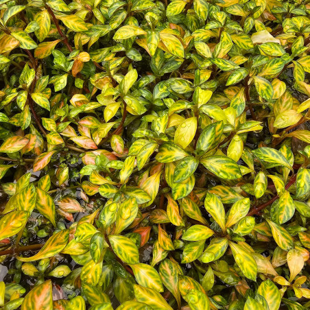 Ludwigia repens variegata