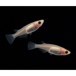 Médaka Panda Huan Huan – Poisson bassin anti moustique