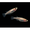 Médaka Panda Huan Huan – Poisson bassin anti moustique