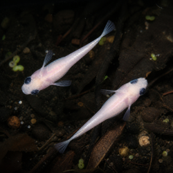 Médaka Panda Huan Huan – Poisson bassin anti moustique