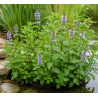 Mentha aquatica – Menthe aquatique – Plante de bassin aromatique