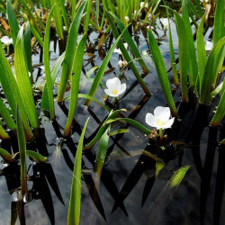 Stratiotes aloides – Aloès d’eau