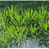 Stratiotes aloides – Aloès d’eau