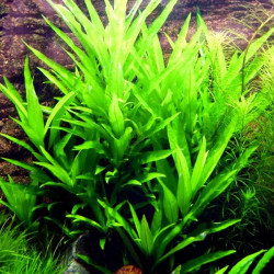 Hygrophila salicifolia – Grande plante aquarium effet jungle