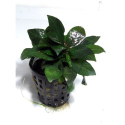Hygrophila parvifolia – Plante aquarium sombre et compacte