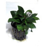 Hygrophila parvifolia – Plante aquarium sombre et compacte