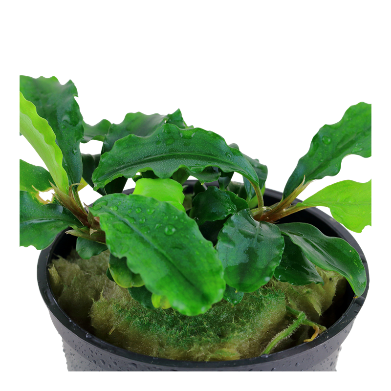 Bucephalandra pygmaea Bukit Kelam | Flore-Aquatique