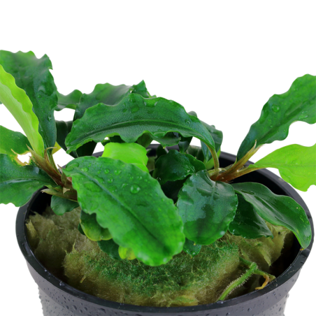 Bucephalandra pygmaea Bukit Kelam | Flore-Aquatique